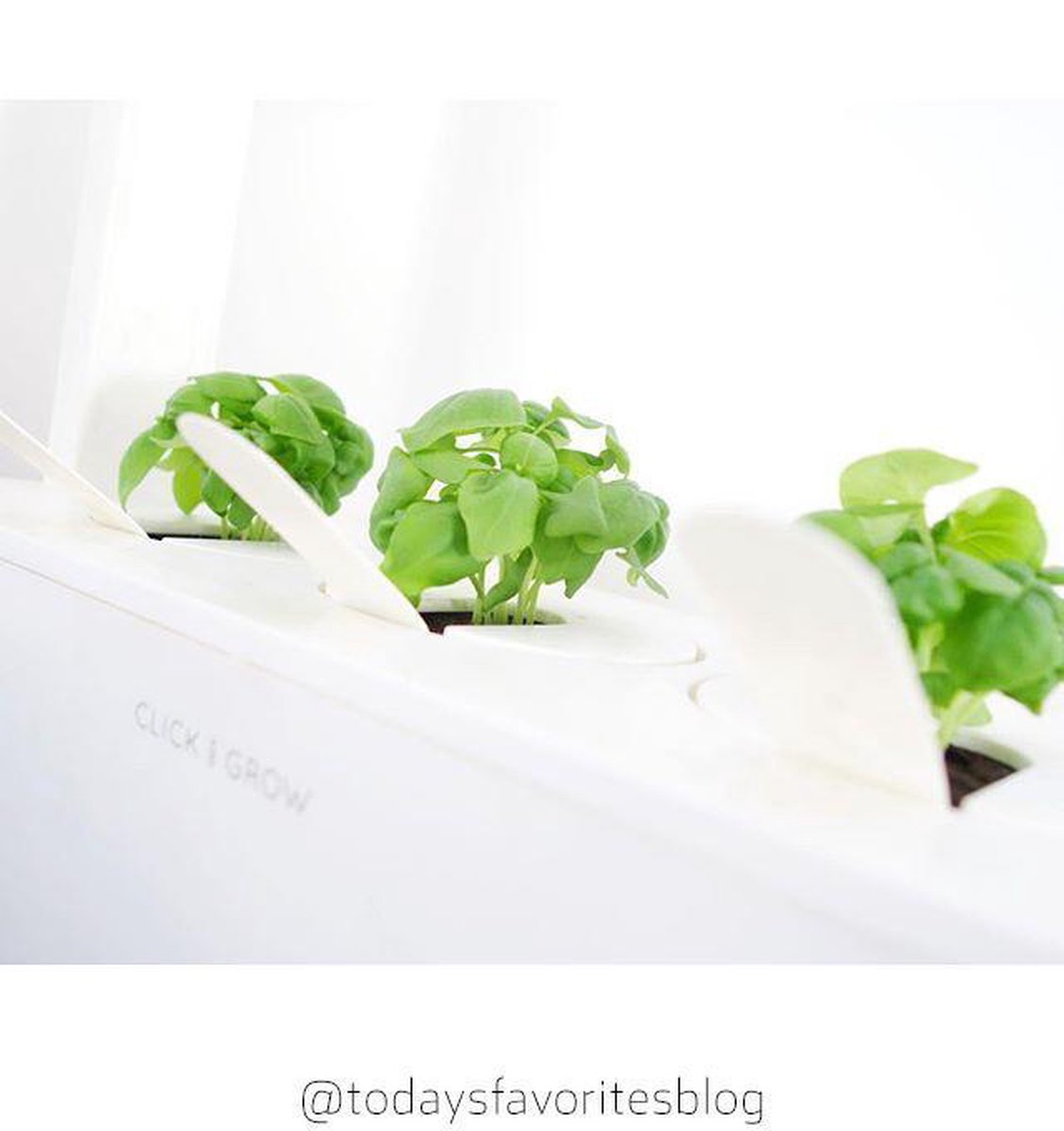 Click & Grow Basil Refill – 3 Capsules for Smart Garden
