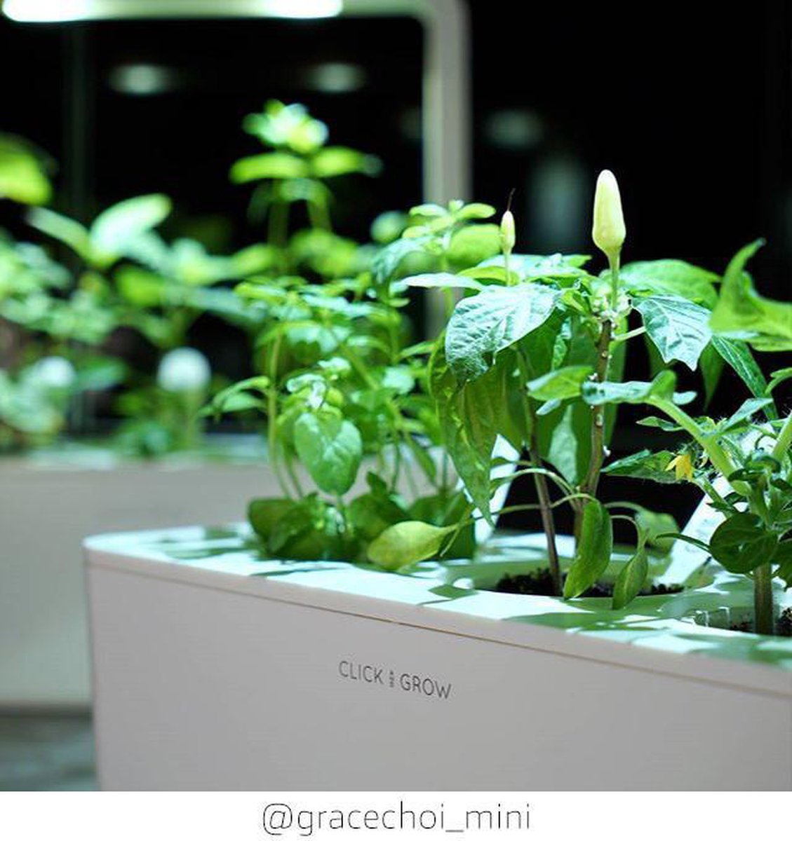 Click & Grow Recharge Piment – 3 Capsules pour Jardin Intelligent