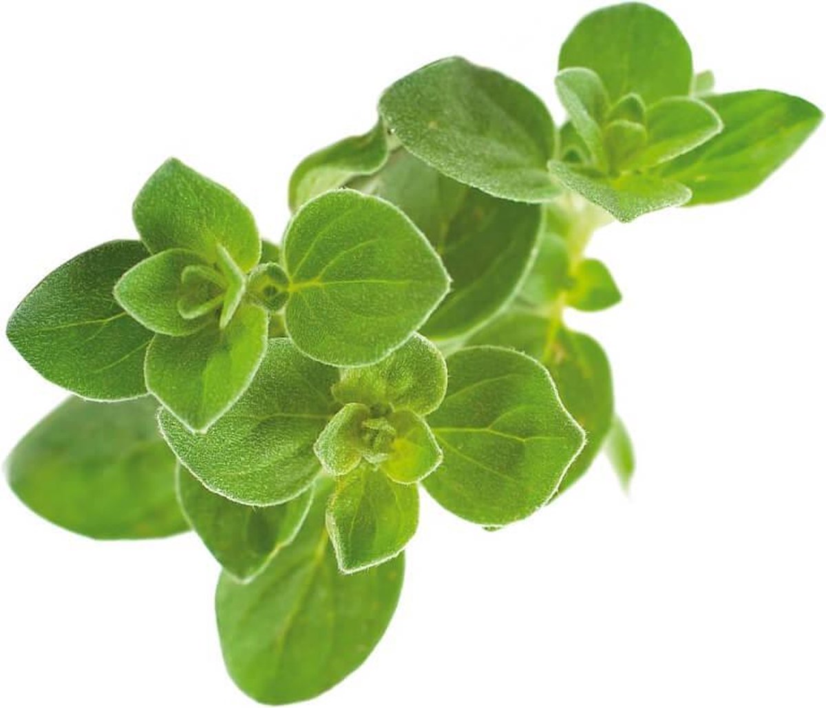 Click & Grow Oregano / Refill 3-pack – Oregano Capsules for Smart Indoor Garden
