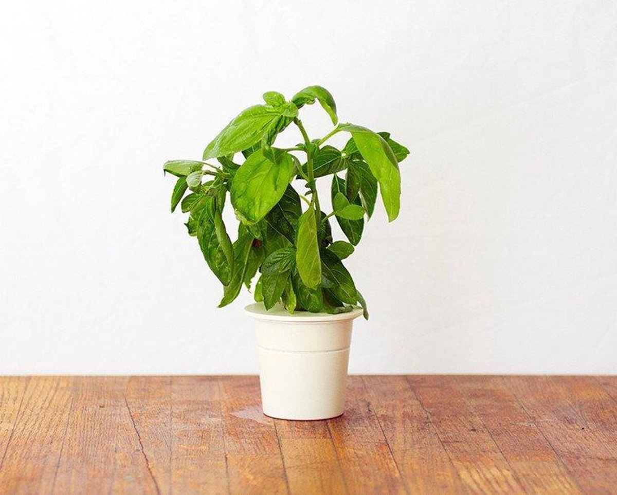 Click & Grow Basil Refill – 3 Capsules for Smart Garden