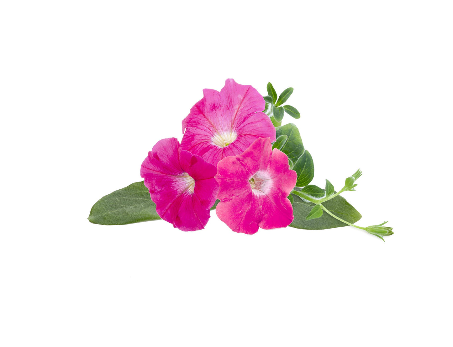 Click & Grow Roze petunia / 3-pack – Voorgezaaide bloeicapsules voor slimme binnentuin