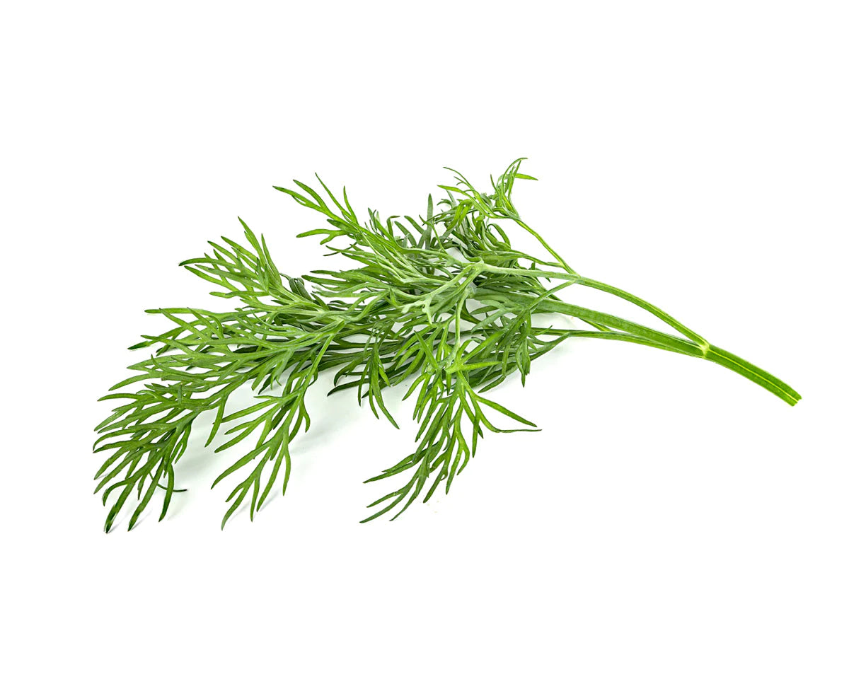 Click & Grow DILL / 3er-Pack