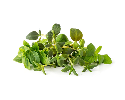 Click & Grow Italian Herb Mix 9-pack