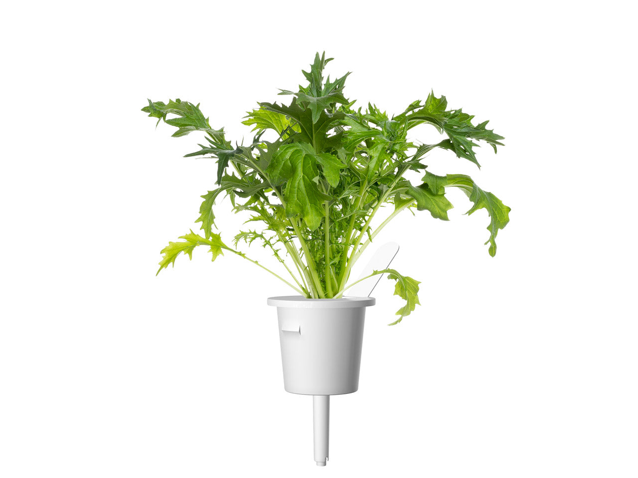 Click & Grow Mizuna / 3-pack – Voorgezaaide Japanse bladgroente voor slimme binnentuin