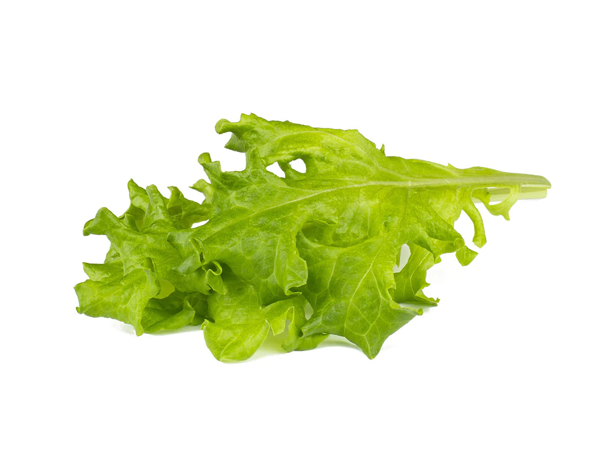 Click & Grow Eichblattsalat / 3er-Pack
