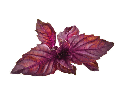 Click & Grow red basil / 3-pack