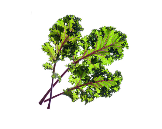 Click & Grow Red Kale / 3-pack
