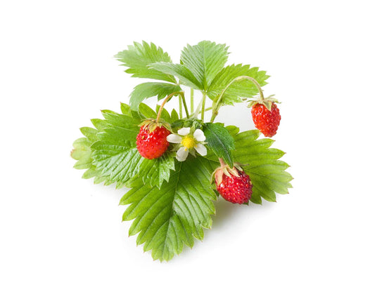 Click & Grow Wild Strawberry / 3-pack