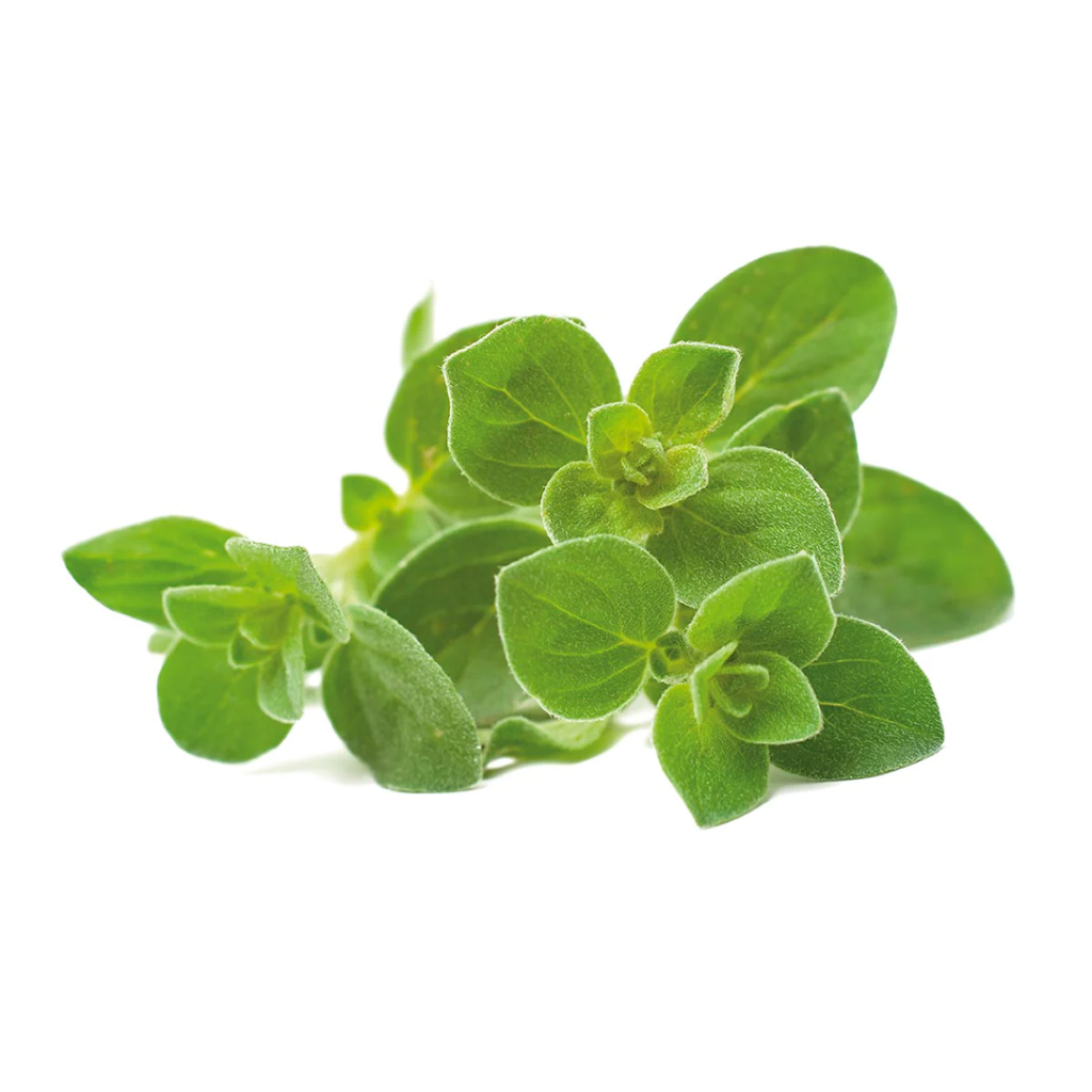 Click & Grow Oregano / Refill 3-pack – Oregano Capsules for Smart Indoor Garden