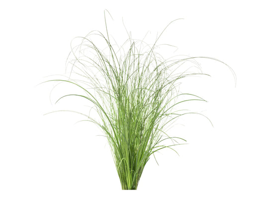 Click & Grow Ornamental Grass / 3-pack