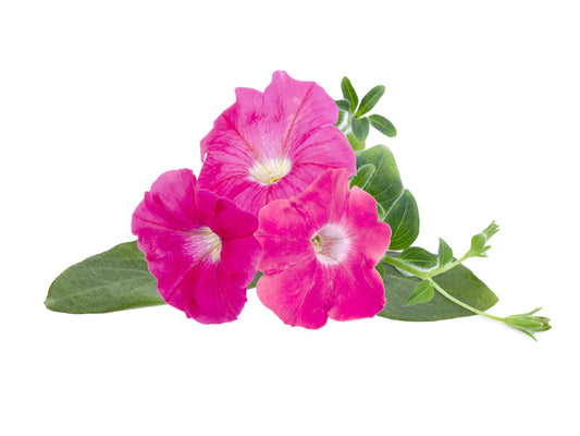 Click & Grow Pink Petunia / 3-pack