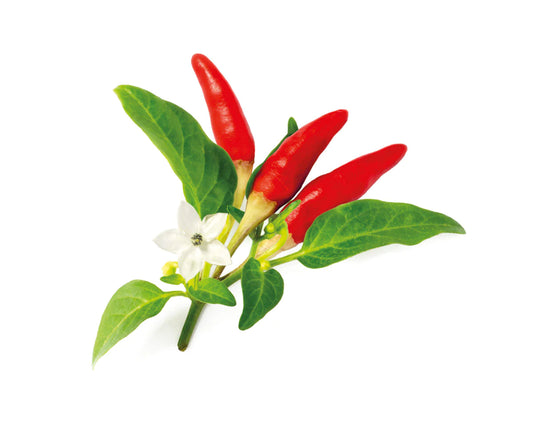 Click & Grow RED HOT CHILI / 3-pack