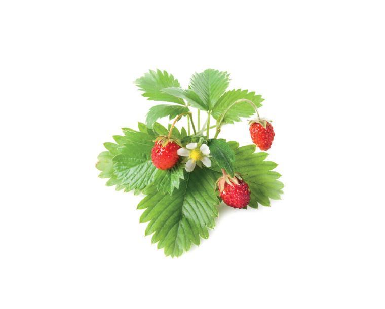 Click & Grow Recharge Fraise des Bois – 3 Capsules pour Jardin Intelligent
