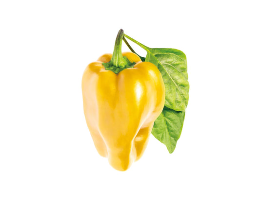 Click & Grow Yellow Sweet Pepper / 3-pack