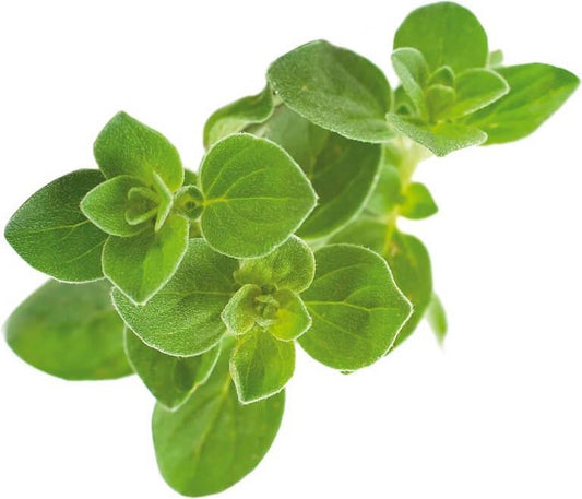 Click & Grow Oregano / Refill 3-pack – Oregano Capsules for Smart Indoor Garden