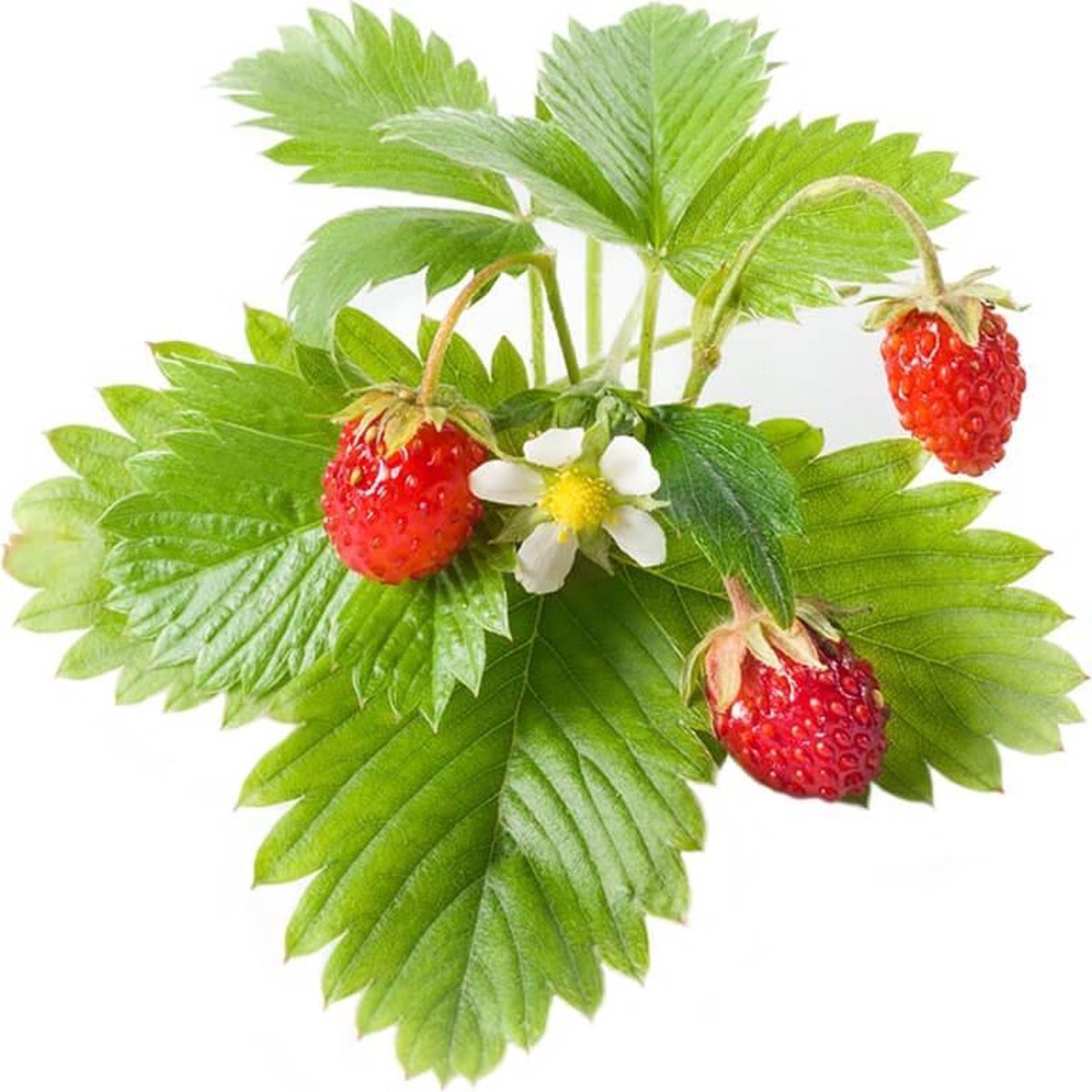 Click & Grow Fraise des bois / 3-pack – Capsules de fraises sauvages pour jardin d’intérieur intelligent