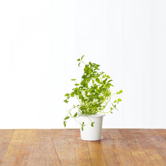 Click & Grow Oregano / Navulverpakking 3-pack – Voorgezaaide capsules voor slimme binnentuin