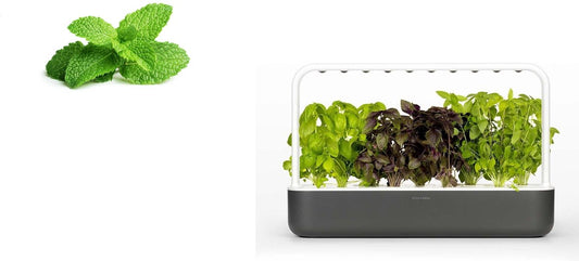 Click & Grow Smart Garden 9 Dark Grey + Basil Mix Refill (9 Capsules)