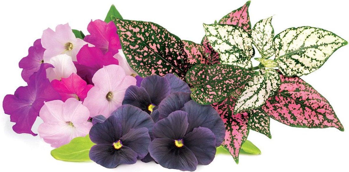 Click & Grow Navulling Kleurrijke Bloemenmix – 9 Capsules (3x3) – Slimme Moestuin