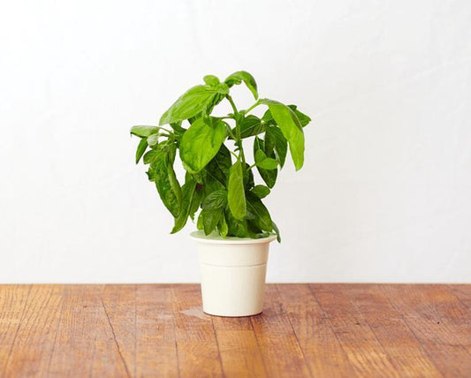 Click & Grow Basil Refill – 3 Capsules for Smart Garden