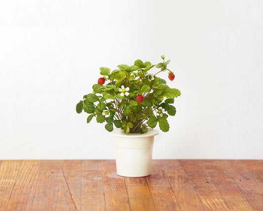 Click & Grow Wild Strawberry Refill – 3 Capsules for Smart Garden