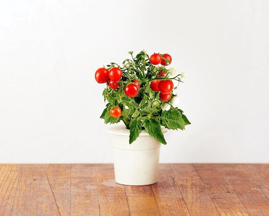 Click & Grow Cherry Tomato Refill – 3 Capsules for Smart Garden