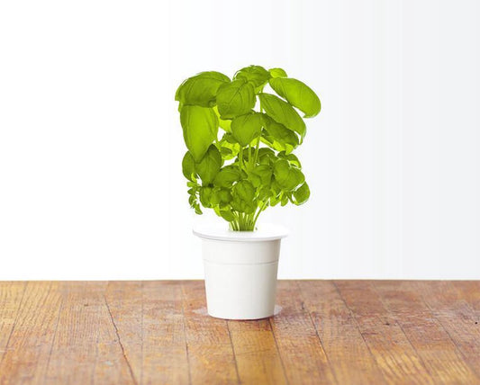 Click & Grow Basil Refill – 3 Capsules for Smart Garden