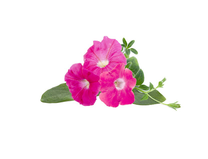 Click & Grow Roze petunia / 3-pack – Voorgezaaide bloeicapsules voor slimme binnentuin