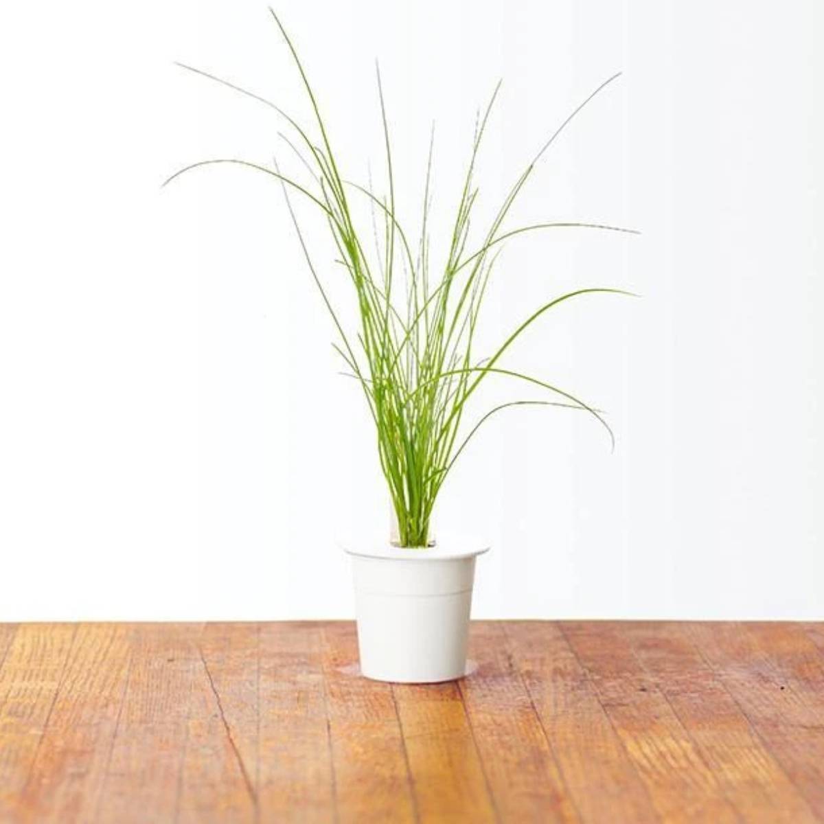 Click & Grow Bieslook / 3-pack – Voorgezaaide capsules voor slimme binnentuin