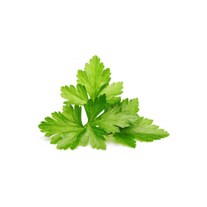 Click & Grow Koriander / 3-pack – Voorgezaaide capsules voor slimme binnentuin