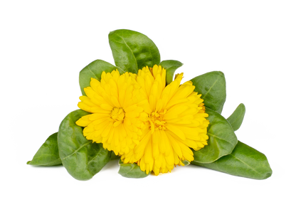 Click &amp; Grow Marigold / 3-pack
