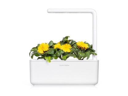 Click & Grow Goudsbloem / 3-pack – Voorgezaaide bloeicapsules voor slimme binnentuin