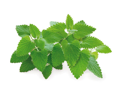 Click & Grow Kattenkruid / 3-pack – Voorgezaaide capsules voor slimme binnentuin