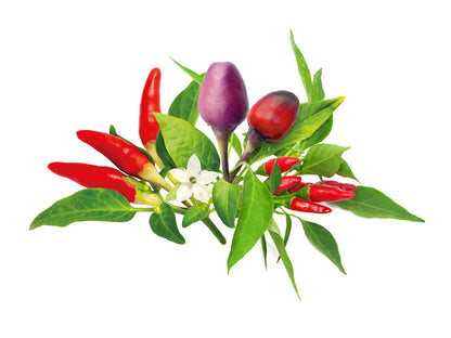 Click &amp; Grow Chili Pepper Mix /9-pack