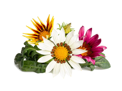 Click & Grow Gazania / 3-pack – Voorgezaaide bloeicapsules voor slimme binnentuin