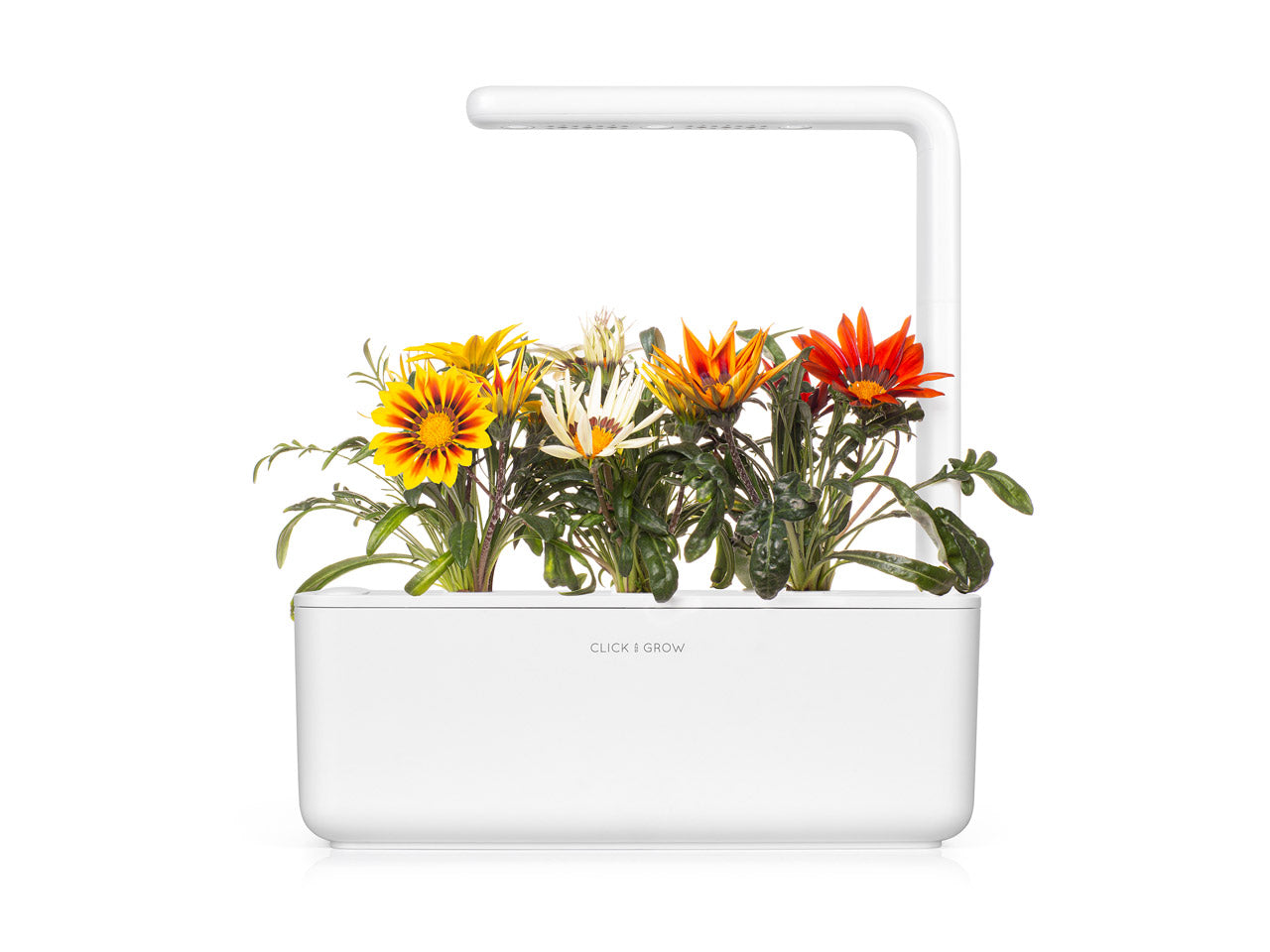Click & Grow Gazania / 3-pack – Voorgezaaide bloeicapsules voor slimme binnentuin