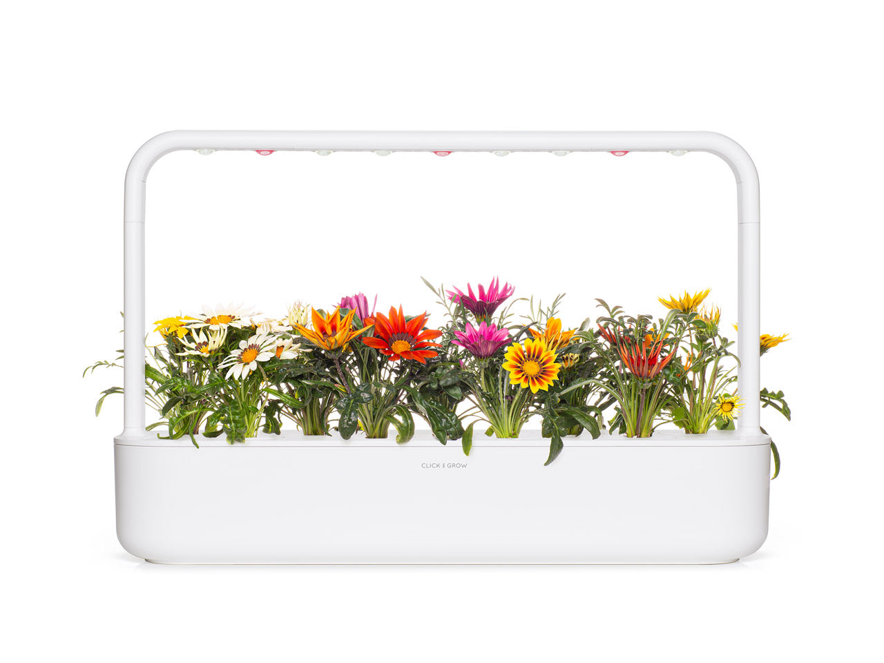 Click & Grow Gazania / 3-pack – Voorgezaaide bloeicapsules voor slimme binnentuin