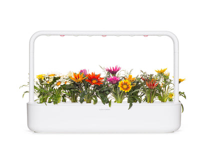 Click & Grow Gazania / 3-pack – Voorgezaaide bloeicapsules voor slimme binnentuin