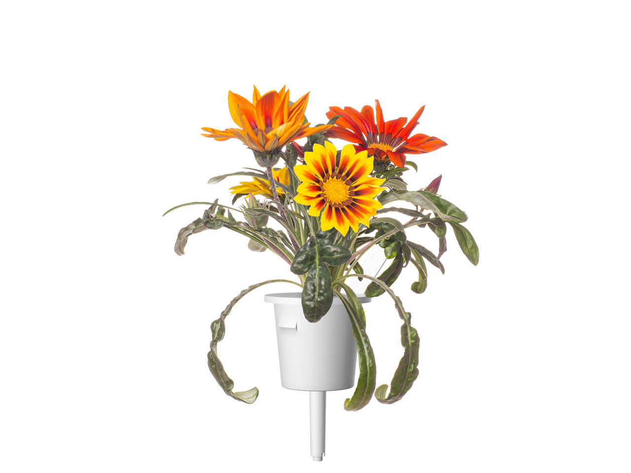 Click & Grow Gazania / 3-pack – Voorgezaaide bloeicapsules voor slimme binnentuin