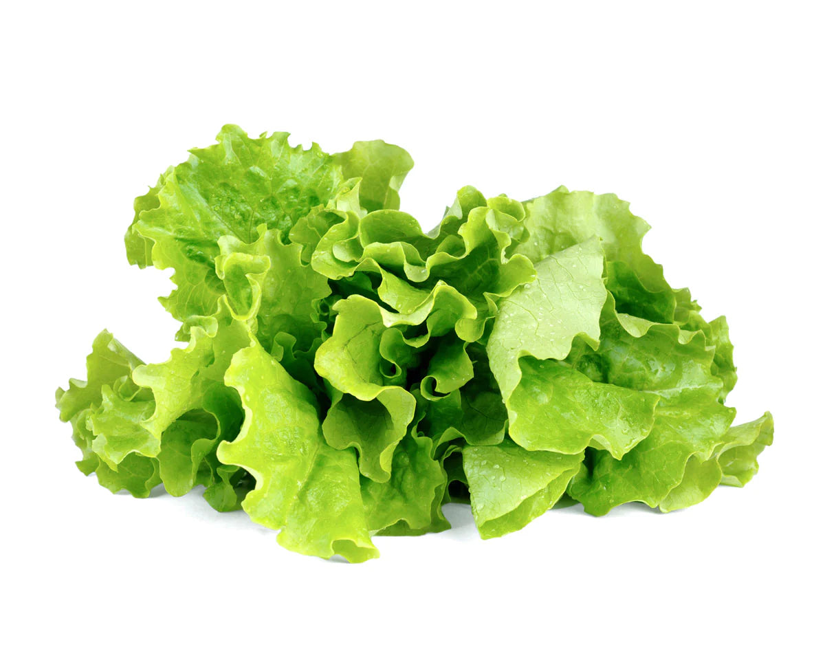 Click &amp; Grow Grüner Salat / 3er-Pack