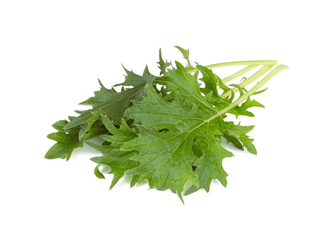 Click & Grow Mizuna / 3-pack – Voorgezaaide Japanse bladgroente voor slimme binnentuin