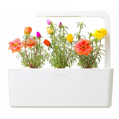 Click & Grow Moss Rose / 3-pack – Voorgezaaide sierbloemencapsules voor slimme binnentuin