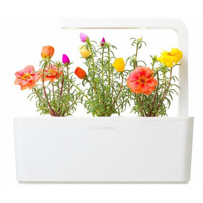 Click & Grow Moss Rose / 3-pack – Voorgezaaide sierbloemencapsules voor slimme binnentuin