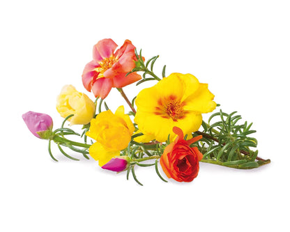 Click & Grow Moss Rose / 3-pack – Voorgezaaide sierbloemencapsules voor slimme binnentuin
