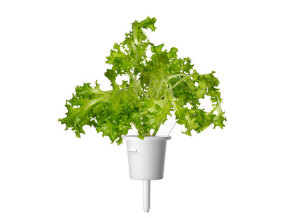 Click & Grow Eikenbladsla / 3-pack – Voorgezaaide slacapsules voor slimme binnentuin