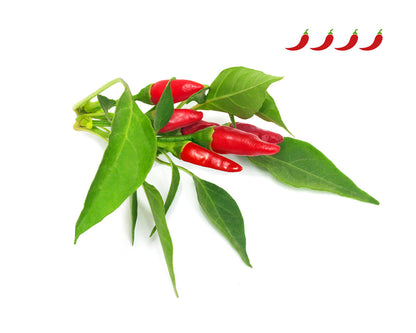 Click & Grow Piri piri chilipeper / 3-pack – Voorgezaaide capsules voor slimme binnentuin