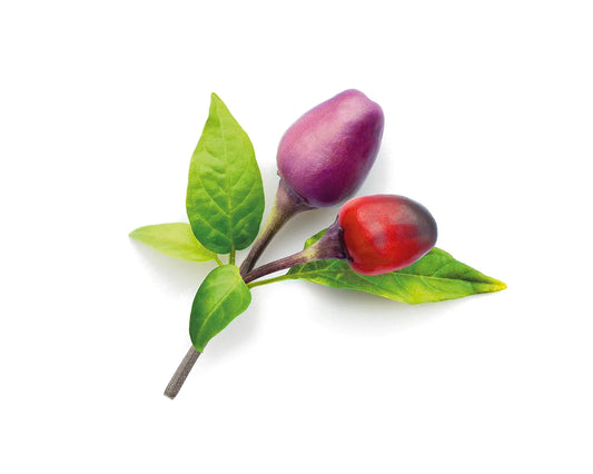 Click &amp; Grow Purple Chilli Pepper / 3-pack