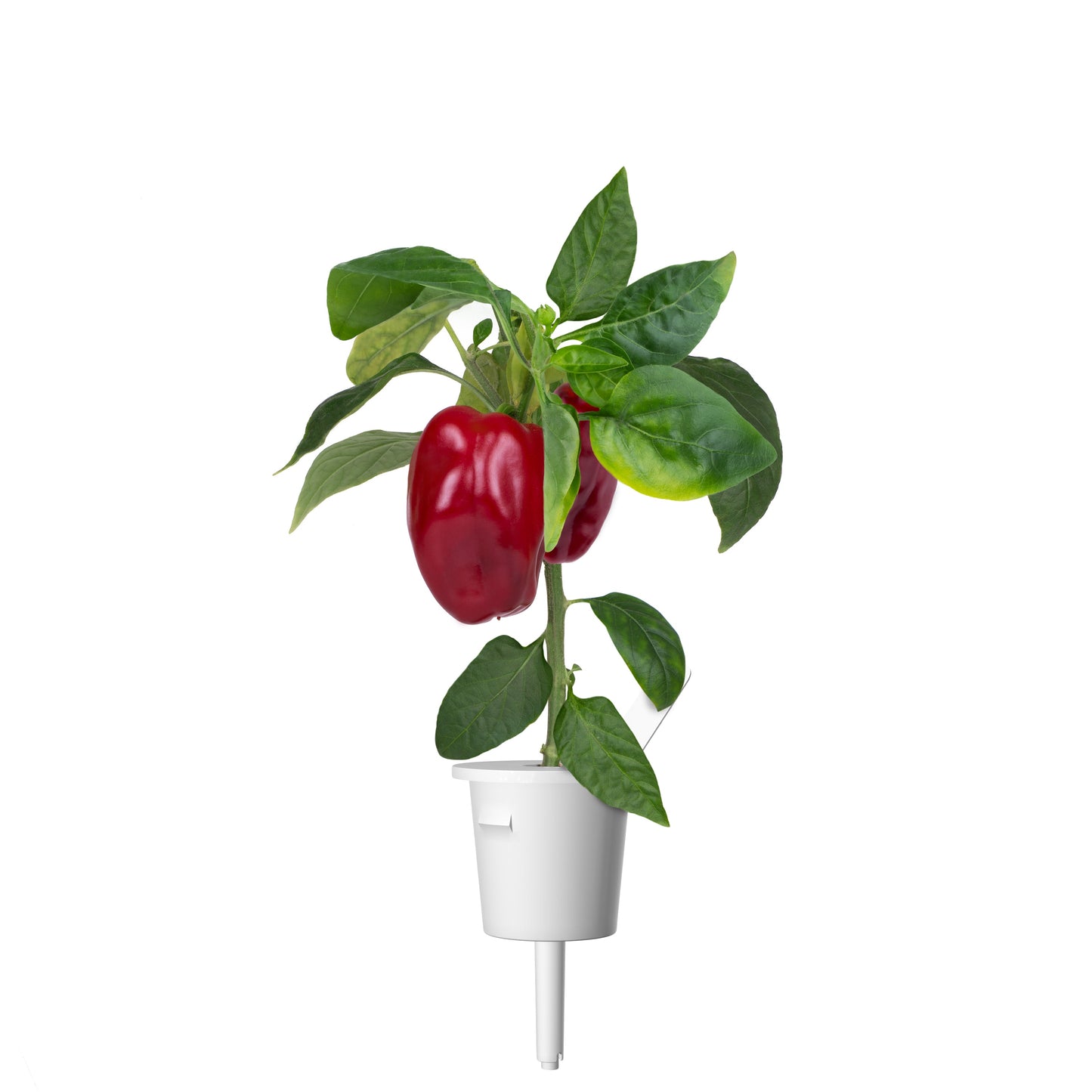 Click & Grow Poivron doux rouge / 3-pack – Capsules de poivron sucré pour jardin d’intérieur intelligent