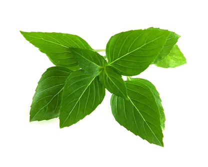 Click & Grow Thaise basilicum / 3-pack – Voorgezaaide capsules voor slimme binnentuin