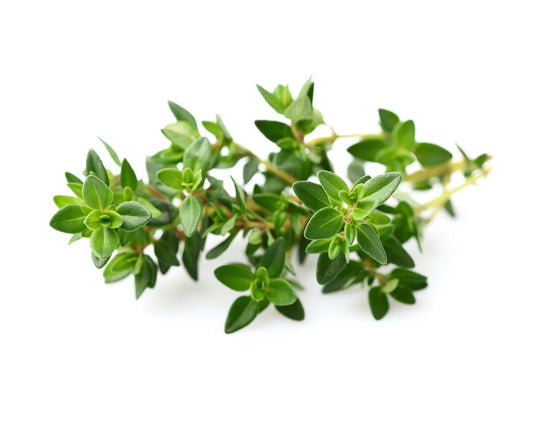 Click &amp; Grow Thyme / 3-pack